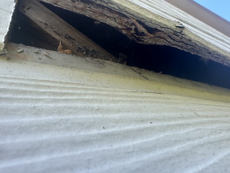 Integrated Moisture and Pest Defense for Your Home