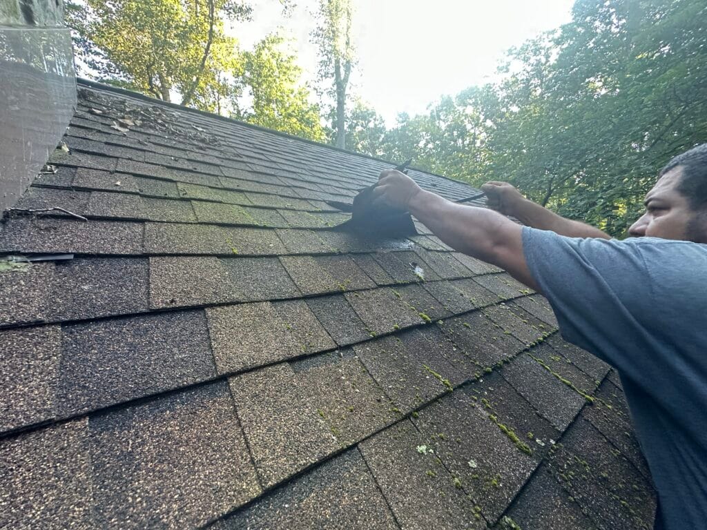 Moss and algae growth on an aging asphalt shingle roof being lifted during an inspection